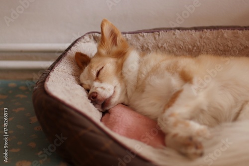 A cute crossbreed dog is sleeping in his bed at home.