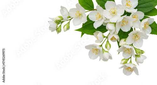 Beautiful jasmine flowers isolated on transparent background are perfect for spring designs