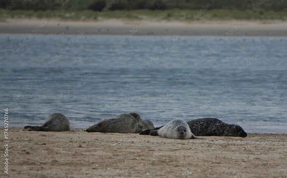 Fototapeta premium a group of common seals (phoca vitulina) are resting on a sandy beach shore
