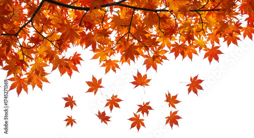 Autumn leaves falling from tree branches isolated on transparent background in studio shot