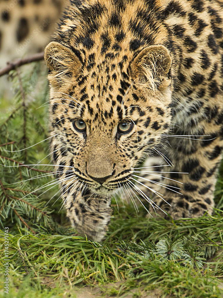Fototapeta premium Amur leopard (Panthera pardus orientalis) in its natural environment