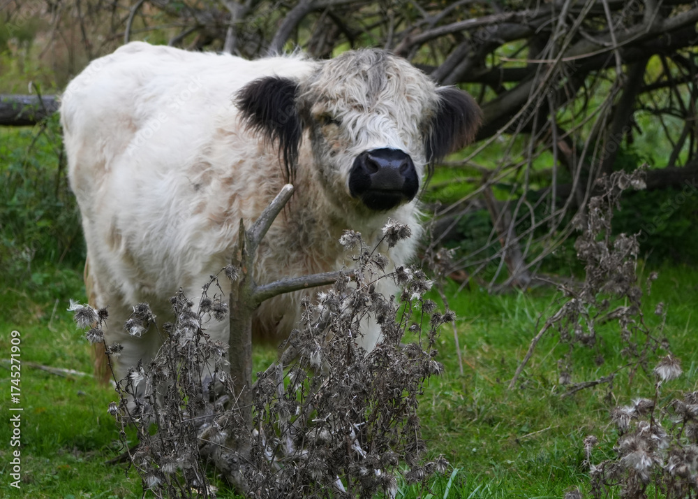 Obraz premium a shaggy white highland cattle cow stands in a field surrounded by grass and brush