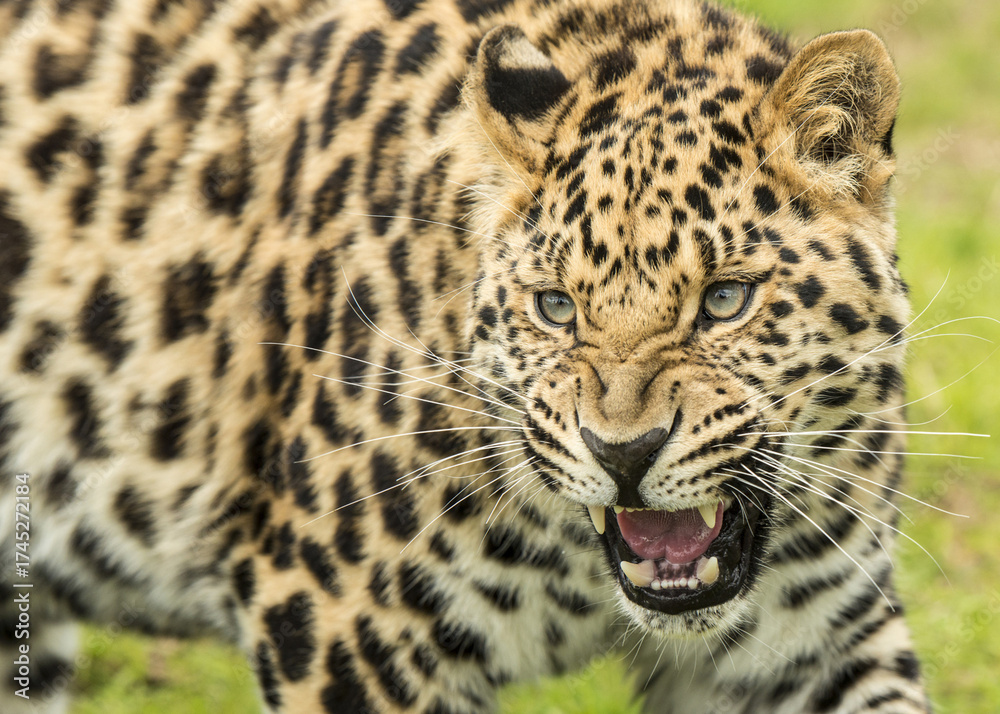 Fototapeta premium Amur leopard (Panthera pardus orientalis) in its natural environment