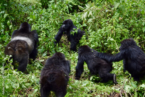 Cuadro en lienzo Silverback mountain gorilla (Gorilla beringei beringei) at Bwindi Impenetrable F