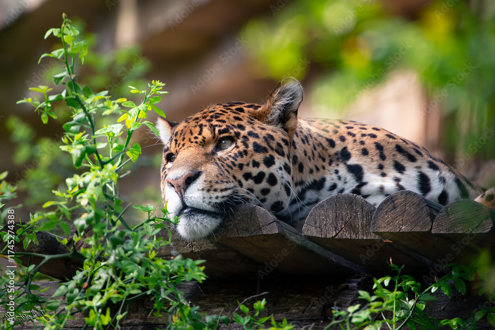 Fototapeta premium Amur leopard (Panthera pardus orientalis) in its natural environment