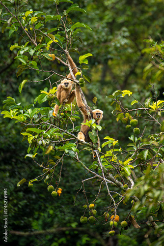 Gibbon Family Resting on a Tree in Tropical Forest, Thailand