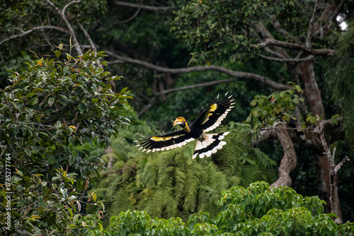 Wild Hornbills of Thailand – Real Wildlife Moments from Southeast Asian Rainforests