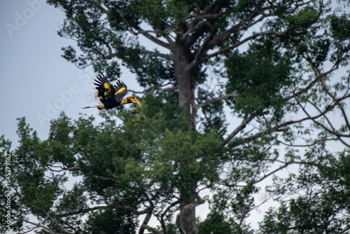 Wild Hornbills of Thailand – Real Wildlife Moments from Southeast Asian Rainforests