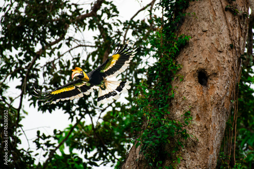 Wild Hornbills of Thailand – Real Wildlife Moments from Southeast Asian Rainforests