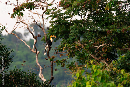 Wild Hornbills of Thailand – Real Wildlife Moments from Southeast Asian Rainforests