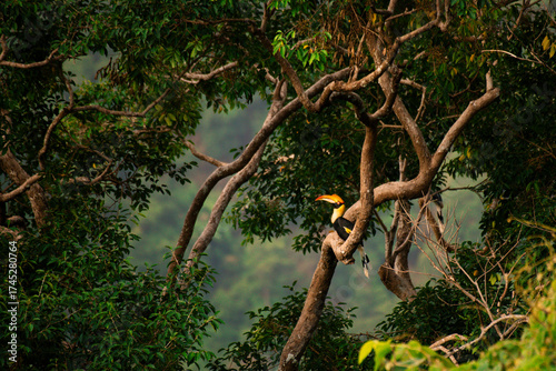 Wild Hornbills of Thailand – Real Wildlife Moments from Southeast Asian Rainforests