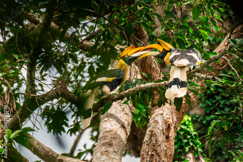 Wild Hornbills of Thailand – Real Wildlife Moments from Southeast Asian Rainforests