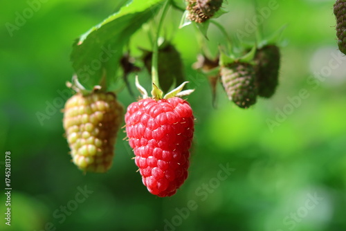 ripe raspberry on a bush