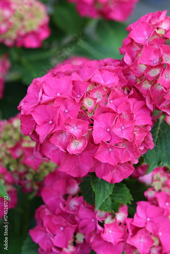 pink hydrangea flowers