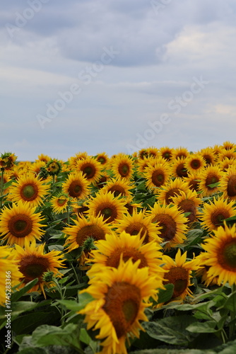sunflower field in the summer