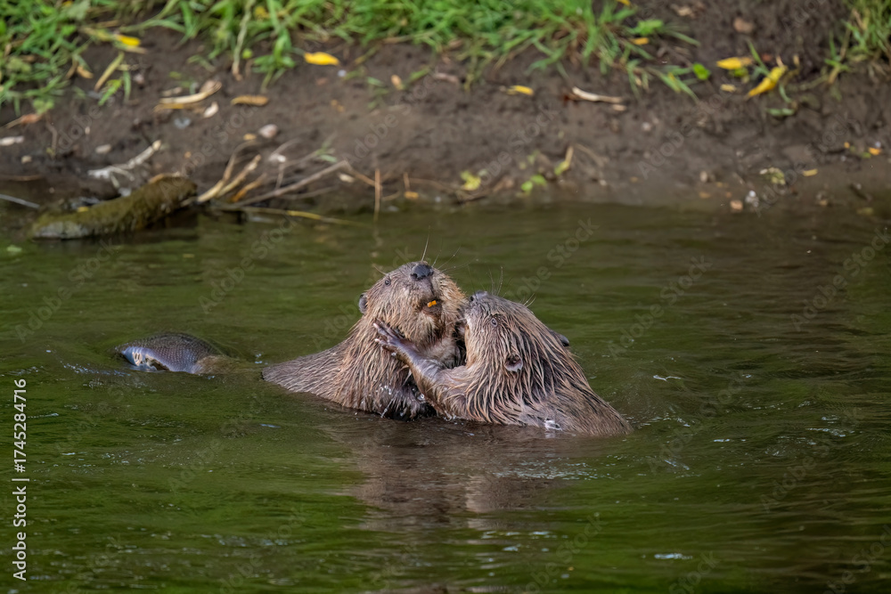 Fototapeta premium Beavers wrestling in a river