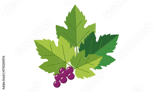 Vibrant Grape Leaves with a Small Cluster of Purple Grapes: A Fresh and Natural Vector Illustration Representing Viticulture, Wine, Autumn Harvest, or Organic Produce