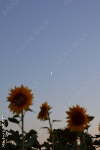 sunflower on blue sky background with moon