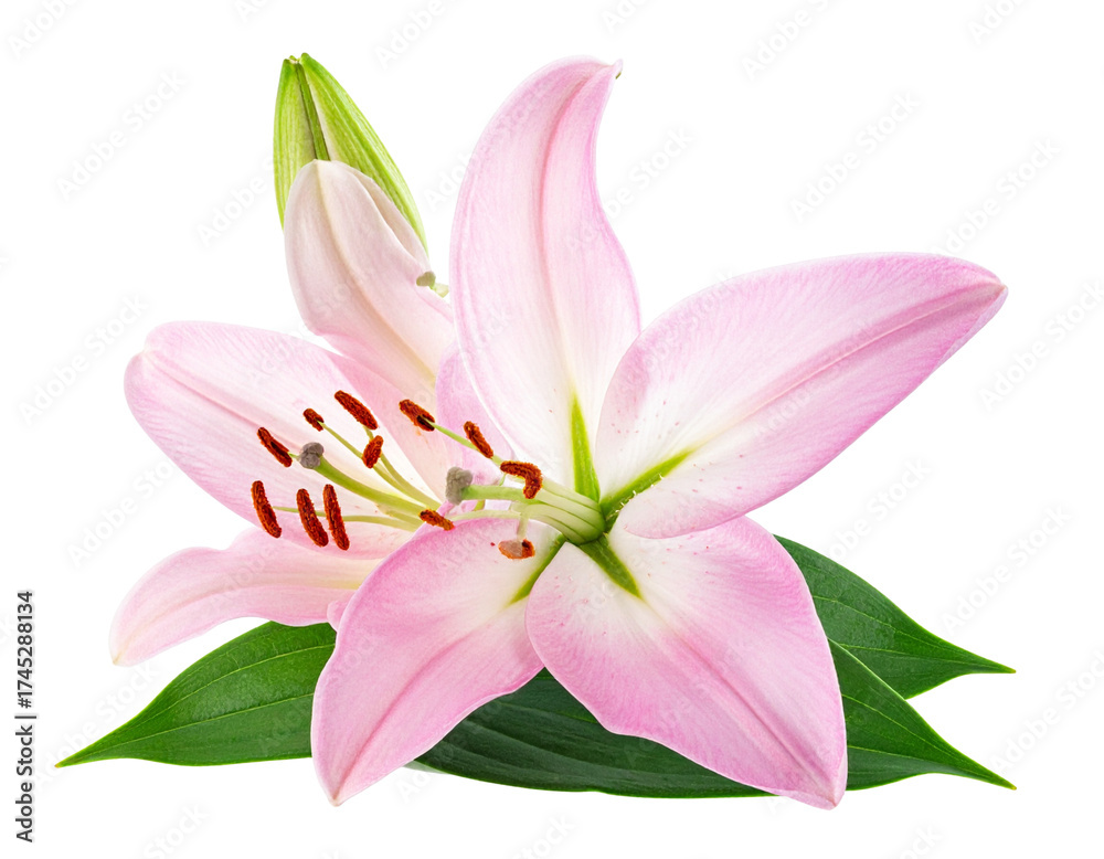 Fototapeta premium pink lily isolated on white