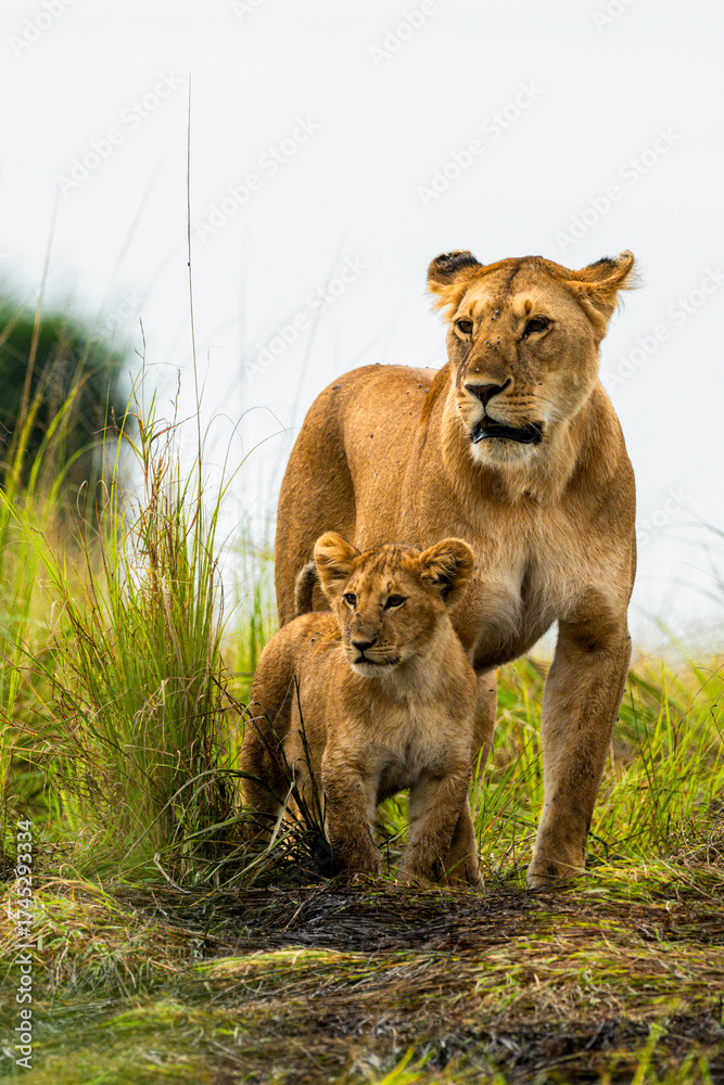 Fototapeta premium Lioness and Cub Bonding in the African Wilderness