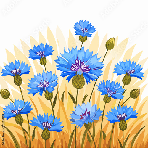 Hintergrund blaue Kornblumen