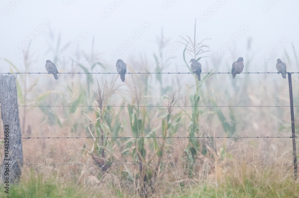 Obraz premium Picui Ground Dove, in fog Calden forest environment, La Pampa province, Patagonia,Argentina.