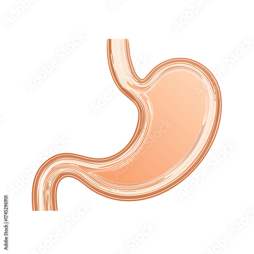 Anatomical cross section of the human stomach, a stylized medical vector illustration