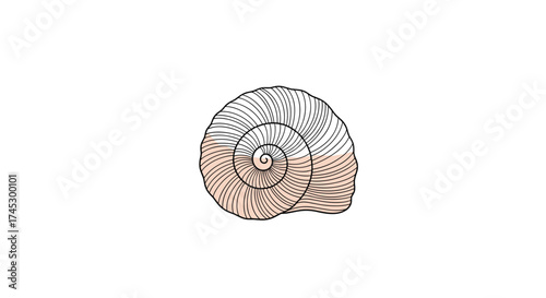 A detailed drawing of a fossilized shell with a pale orange tint highlighting its intricate spiral pattern.