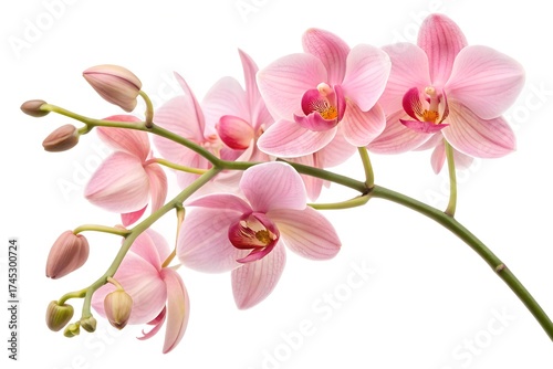 pink orchid flowers isolated