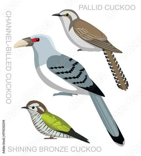 Bird Cuckoo Australia Set Cartoon Vector