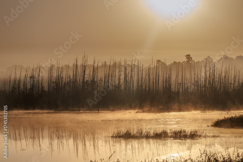 Golden Sunrise Over Misty Pine Barrens Wetlands