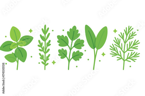 Collection of fresh green culinary herbs and spices including basil parsley sage and dill