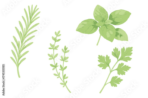 Fresh green culinary herbs collection including basil, rosemary, thyme, and parsley