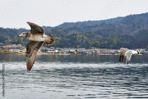 京都　天橋立　天橋立観光船についてくる海鳥　（日本京都府宮津市）
Amanohashidate (Amano Hashidate), Kyoto - Seabirds following the Amanohashidate sightseeing boat (Miyazu City, Kyoto Prefecture, Japan)
