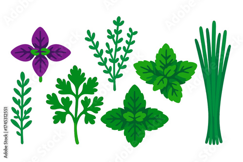 Assortment of fresh culinary herbs like basil, parsley, mint, and chives