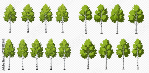 Illustrative collection of deciduous birch trees featuring bright green leaves and white bark, presented on a transparent background.