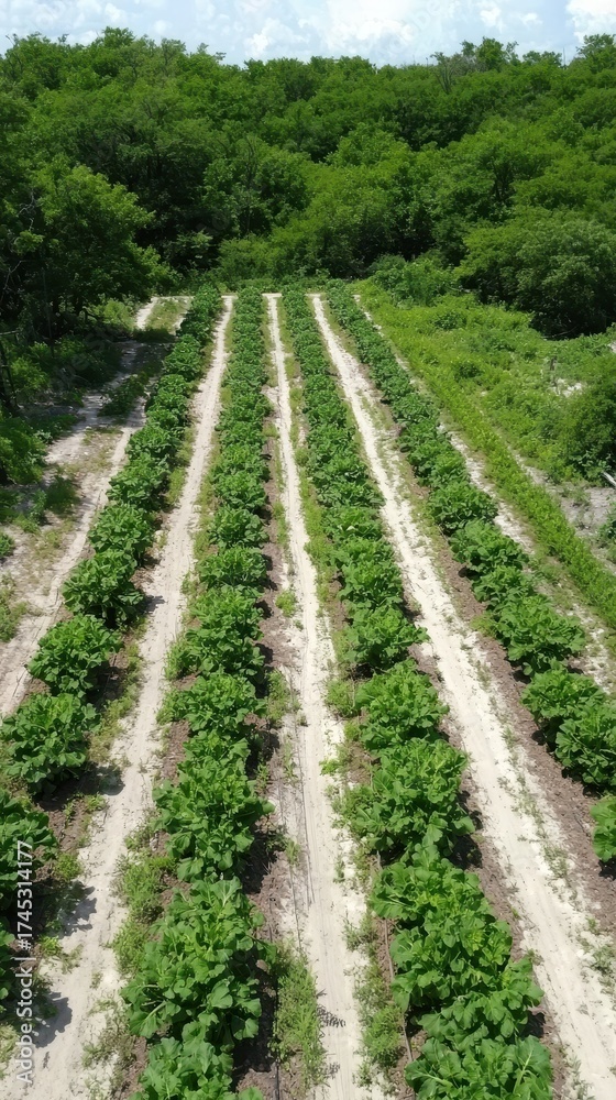 Naklejka premium Aerial view of rows of green leafy plants in a field with dense forest in the background