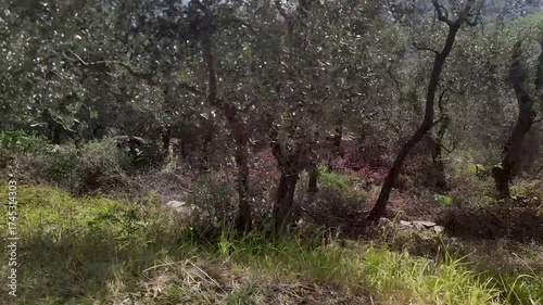 Olive Groves in the Ligurian Countryside on a Sunny Day
