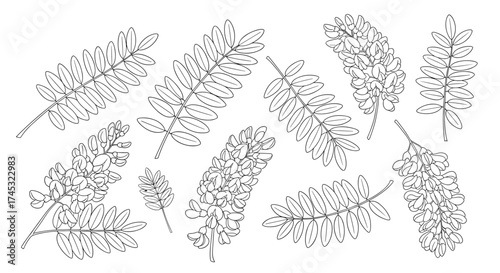 A collection of detailed botanical line drawings of flowering acacia branches and leaves.