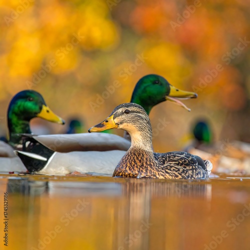 Mallards in autumnal pond