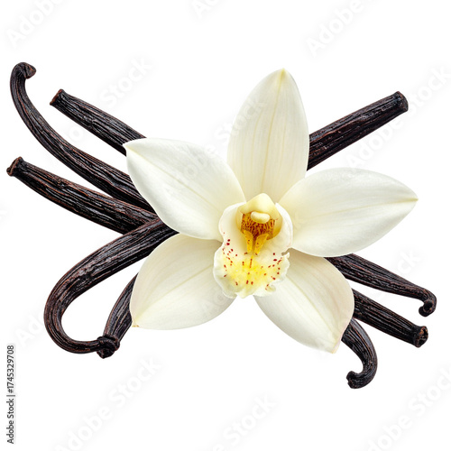A white vanilla flower with a sticks isolated on white or transparent background, png clipart, design element. Easy to place on any other background. 