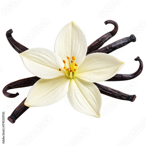 A white vanilla flower with a sticks isolated on white or transparent background, png clipart, design element. Easy to place on any other background.