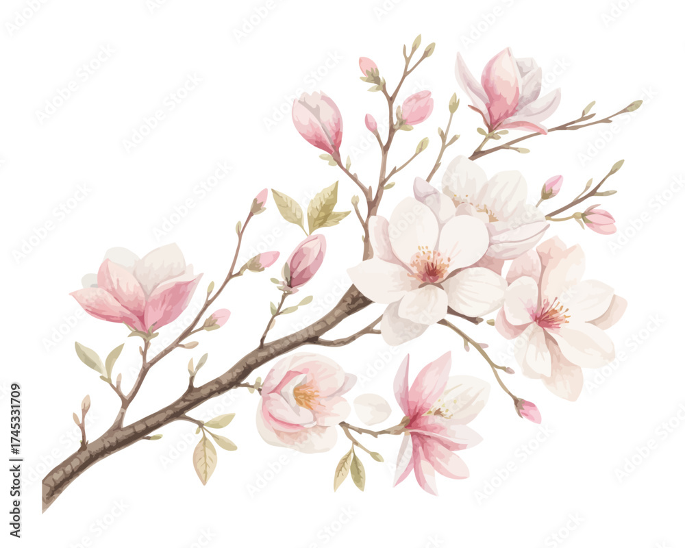 Obraz premium Pastel Watercolor Cherry Blossom and Magnolia Branch isolated on white background
