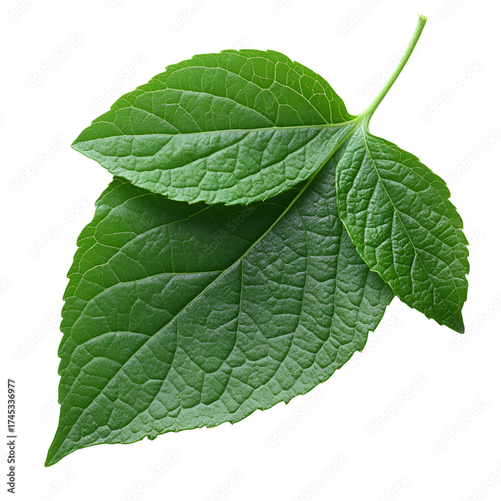 Obraz premium Two green leaves against transparent background