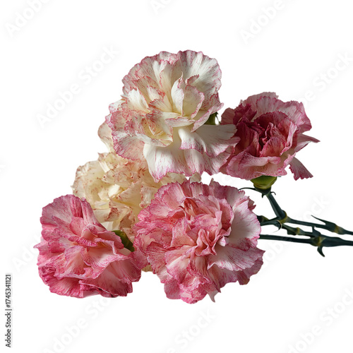 A delicate bouquet of pink and white carnations, isolated on transparent background, showcasing their ruffled petals and vibrant colors, perfect for floral arrangements and spring themes