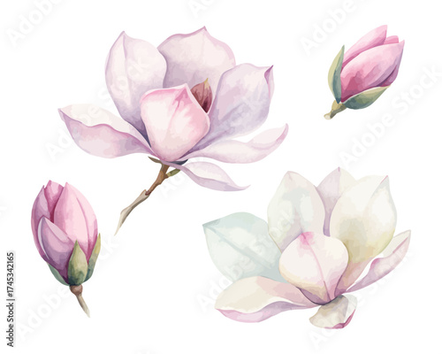 Magnolia Flower Watercolor Set for Wedding Stationery Isolated on White  background