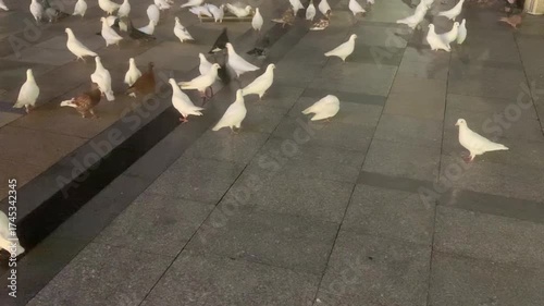 Nighttime Video of White Pigeons Foraging on Urban Stone Pavement