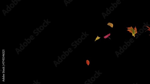 Colorful autumn leaves gently fall on a black background. Perfect for seasonal projects, transitions, overlays, or animated graphics that need an autumn vibe.