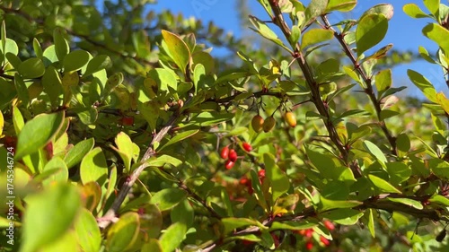 Barberry bush with tiny berries