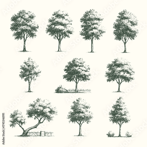 Set of vintage tree illustrations showing different species and growth shapes, classic botanical sketch style.